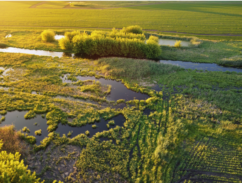 Das Foto zeigt eine von Wasser und Büschen durchzogene grüne Wiesenlandschaft.