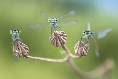 Das Foto zeigt drei Libellen, die auf einem Ast sitzen und in die Kamera schauen.