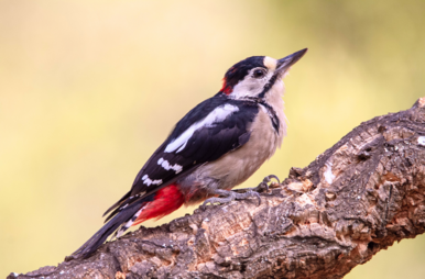 Nahaufnahme eines auf einem Ast sitzenden, schwarz, weiß und rot gefiederten kleinen Vogels mit spitzem Schnabel