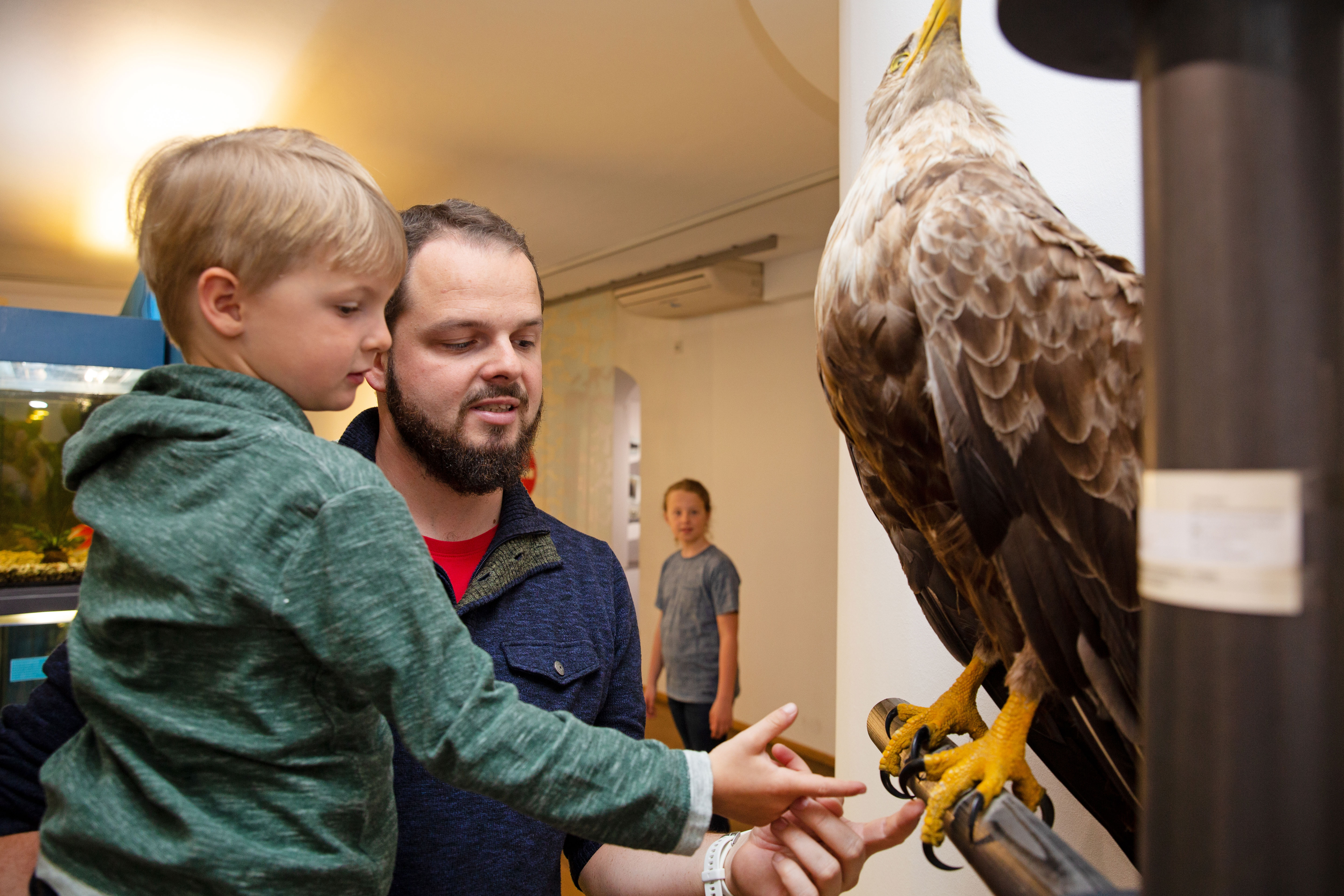 Ein Mann zeigt einem Kind ein Seeadler-Präparat in der Dauerausstellung.